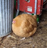 Fat chicken