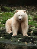SpiritBear