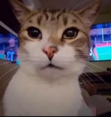 CatCry4