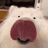 dog-lick