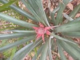 IMG_20250804_133126183