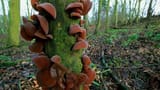 ear mushroom