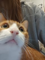 roliga-bilder-jag-lyckades-få-på-mina-katter-v0-arht81msrfkd1