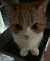 angry cat 24