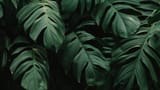 leaves_plant_green_136320_1920x1080