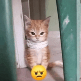grr-cute