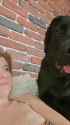 dog-cake_thumb.jpg