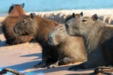 Capybaras-1024x683