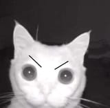 gato