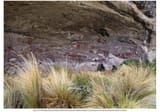 preceramic and 20th century rock art