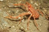 Long-Clawed-Squat-Lobster-2-1870304663