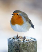 robin-in-winter-1670323661
