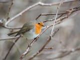 europeanrobin