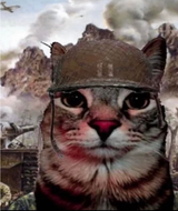 Cat soldier