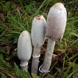 Coprinus_comatus_28mgw-08_29-1919395803