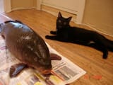 trout cat
