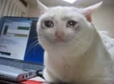 Crying_Cat