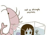 not so shrimple anymore
