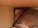 cat-mad_thumb.jpg