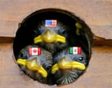 canusmxbirds