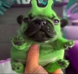 pugulon