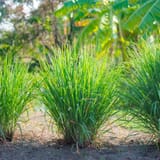 Lemongrass