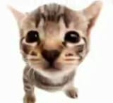 cat1