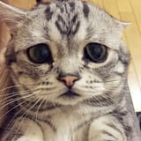 saddest-cat-luhu-maggie-liu-lanlan731-38-59c0bfed09657__700