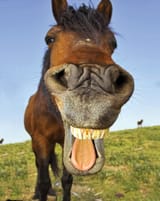 horse-face-2-3610858356
