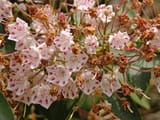 Mountain_Laurel_Kalmia_latifolia_&#039;Olympic_Wedding&#039;_Young_Old_Flowers_3264px
