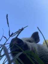 enjoy-my-pig-petey-but-he-goes-by-peteman-v0-xml6bwdsq0ff1