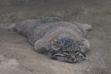 IMG_20250805_065434_729