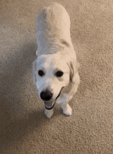 dog-sit-down