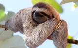 where-to-see-sloths-in-costa-rica