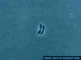 bacteria-biology