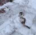 kot snow shovel_thumb.jpg