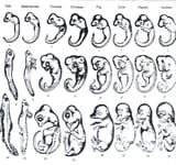 embryo-compare