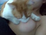 kot milch