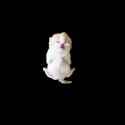 buchetto nero_thumb.jpg
