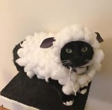 kot sheep roleplayjpg