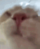 optpa0
