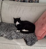 Katte