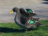 98