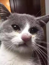 cats-vs-bees1