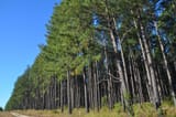 radiata-pine-plantation-area-access-track-11394207