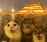 cats of china