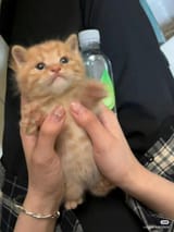 Phone sized kitty