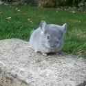 b5c14bde_1707938210521272_thumb.jpg