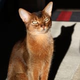 abyssinian-traits
