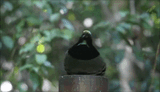 bird dab